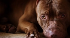 Fapte interesante despre bătălii de câini și câinii de luptă